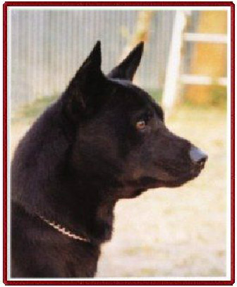 中小型台灣黑犬