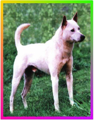 中小型台灣白犬
