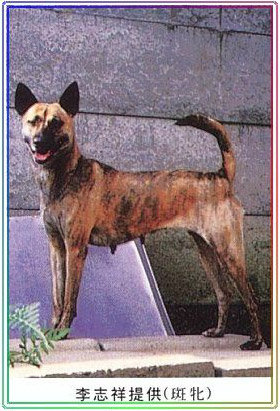 中小型台灣虎斑犬
