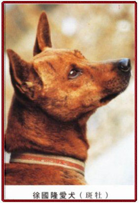中小型台灣黃犬