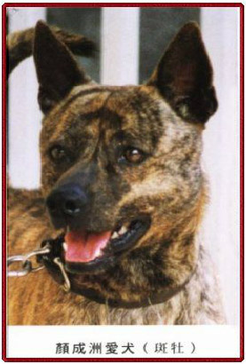 中小型台灣虎斑犬