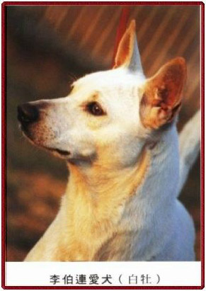 中小型台灣白犬