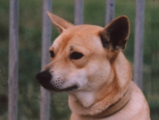 中小型台灣黃犬