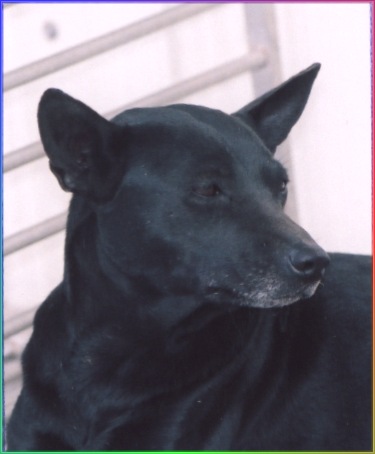 台灣犬名：聰明阿斗