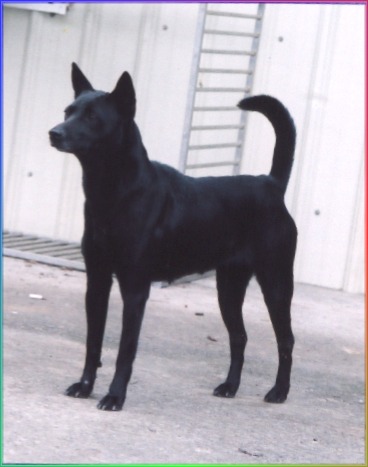 台灣犬名：聰明阿斗