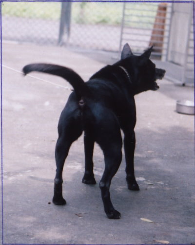 台灣犬名：小美