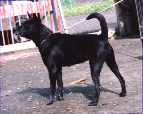 台灣犬名：小美