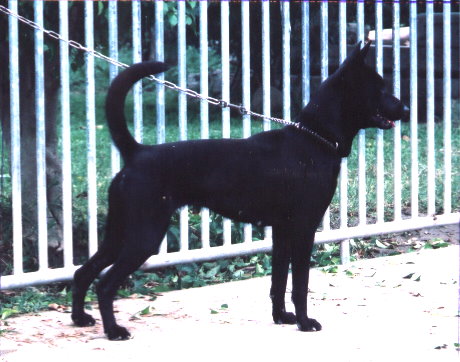 台灣犬名：妹妹