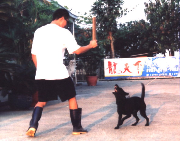 台灣犬名：妹妹
