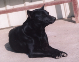 台灣犬名：聰明阿斗