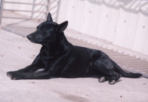 台灣犬名：聰明阿斗