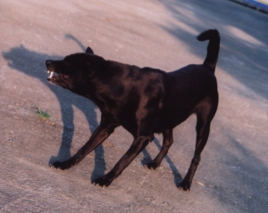 台灣犬名：阿丹